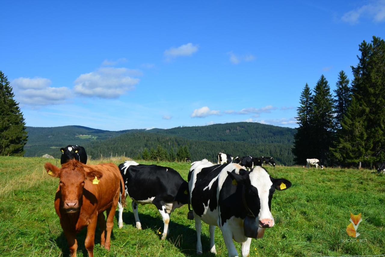 Blackfoxrest Ferienwohnung Feldberg  Εξωτερικό φωτογραφία