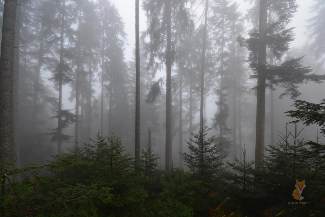 Blackfoxrest Ferienwohnung Feldberg  Εξωτερικό φωτογραφία