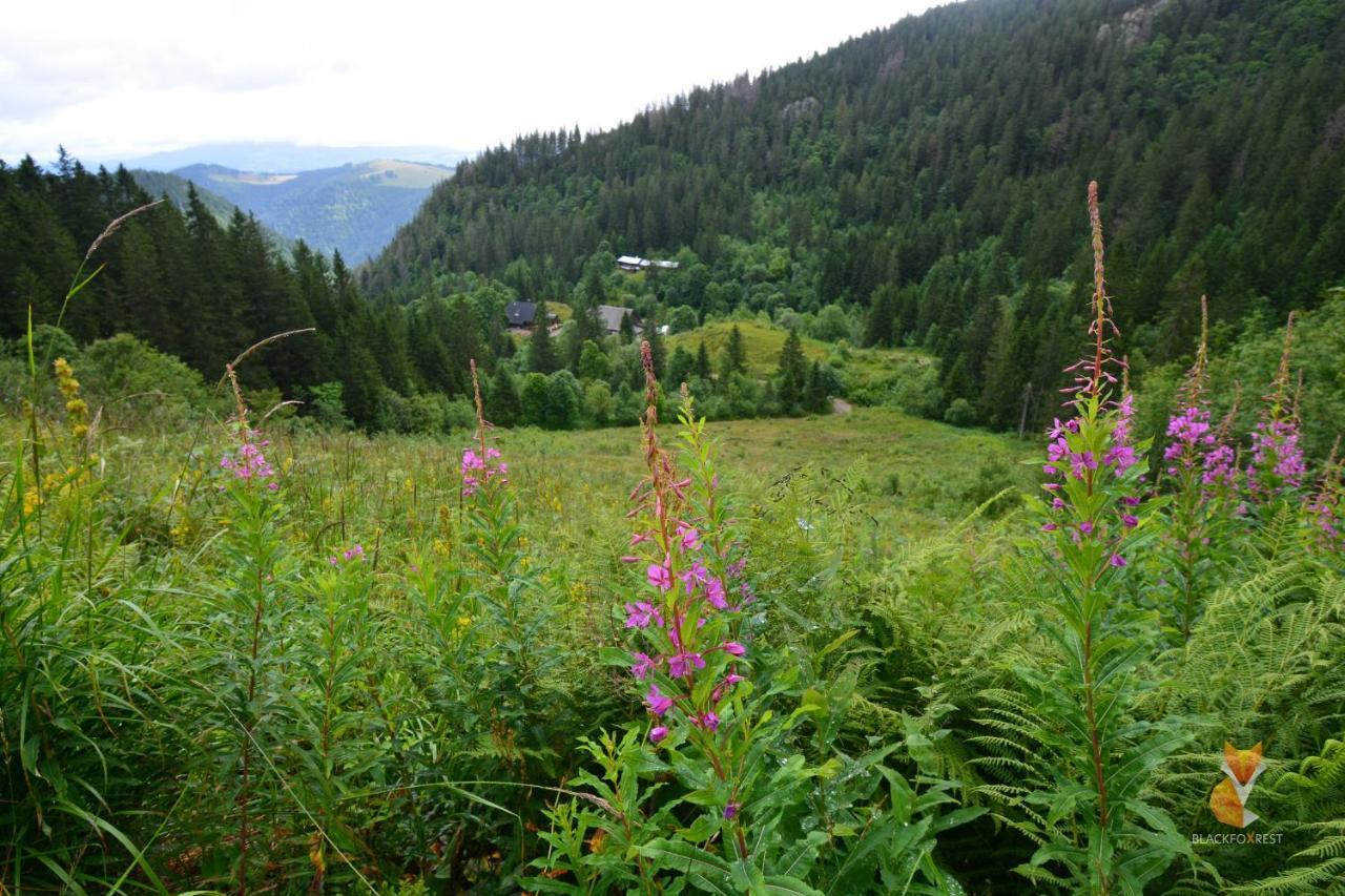 Blackfoxrest Ferienwohnung Feldberg  Εξωτερικό φωτογραφία
